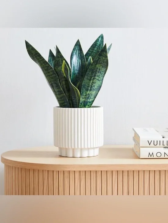 Brand New West Elm 15-Inch Faux Potted Snake Plant, NWT