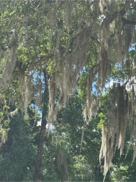 Spanish Moss Wall Art Print - Natural Gray Home Accent