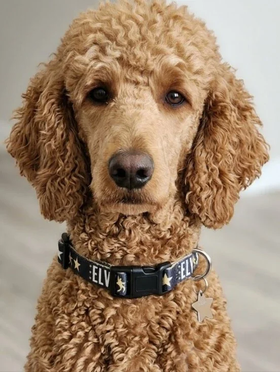 Elvis Dog Collar
