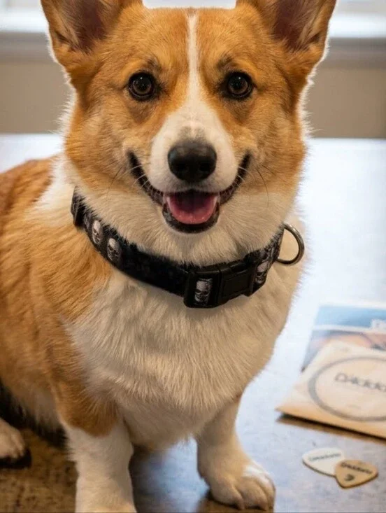 D'Addario Dog Collar