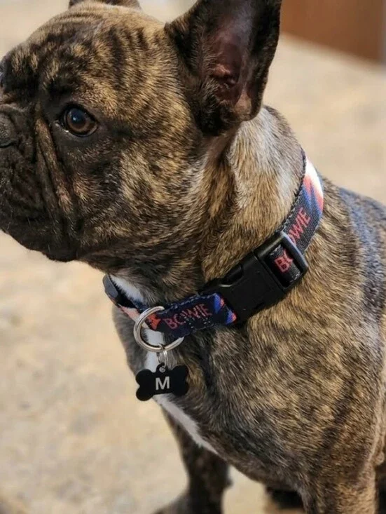 David Bowie Dog Collar