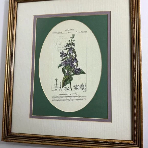 Vintage Reproduction Litho Florales Botanical Art CAMPANULA Framed