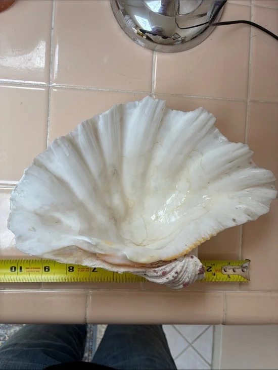 Large half shell