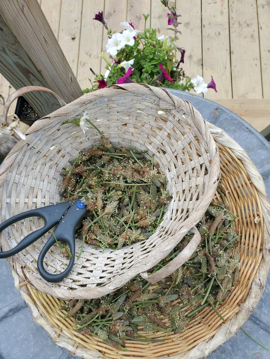 Psyllium Husks Dried Herb