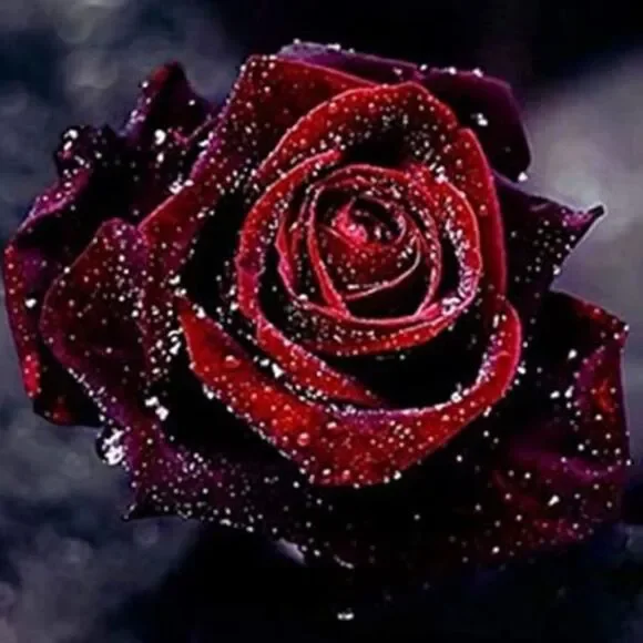 DEEP RED Rose Diamond Painting!