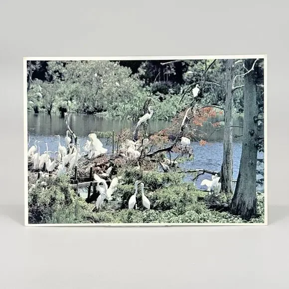 Nesting Egrets Louisiana EP-32 Vintage Blank Unused Postcard
