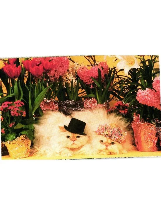 Floral Cats Postcard By Mary Bloom North Shore Animal League Vintage Unused