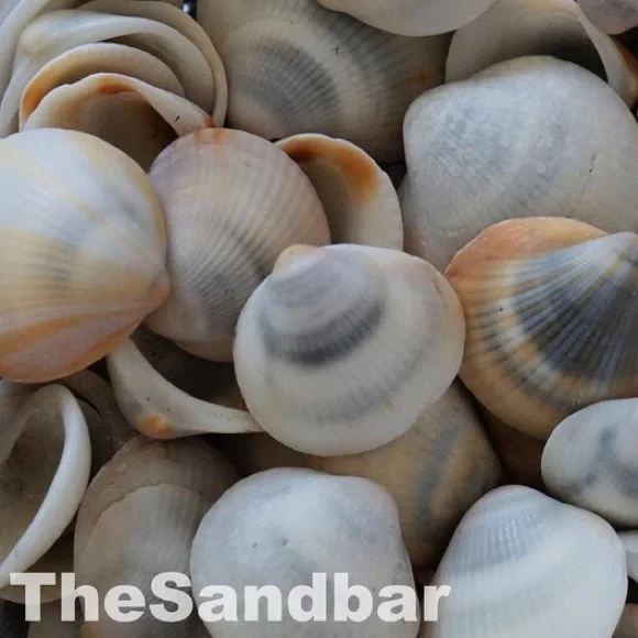 Florida Seashells Vase Filler Bulk Gray Bittersweet Clam Craft Supply TheSandbar