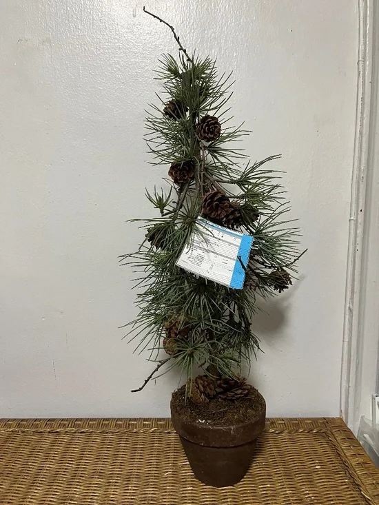 West Elm Faux Potted Pine Tree with pinecones.  Approx. 3ft.
