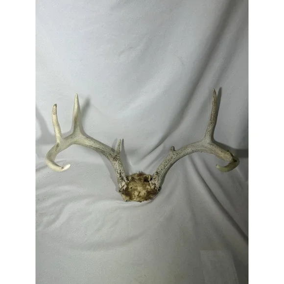 8 Point GA Whitetail Deer Antlers Horn Mount Rack skull plate Cabin Lodge Decor