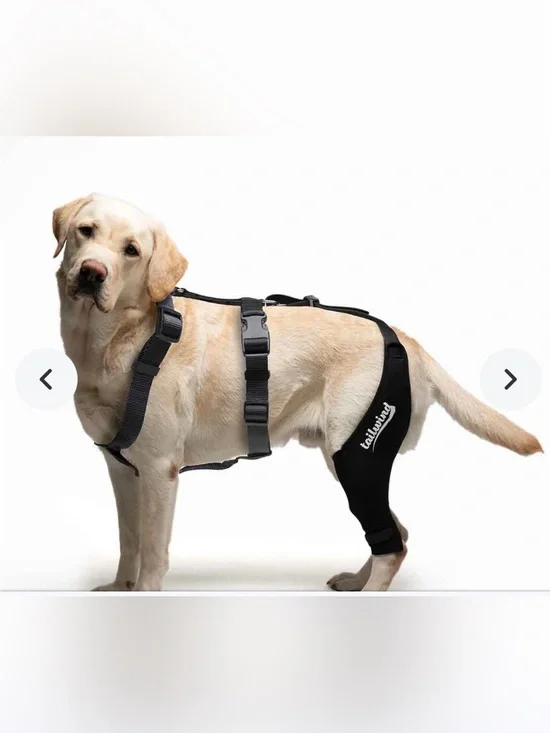 Tailwind Black Knee Brace for Dogs - Cruciate Support with Orthopedic Harness