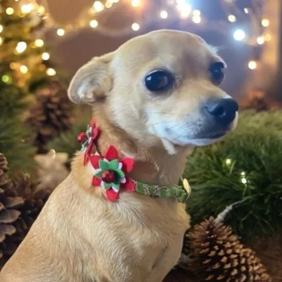 Fancy Christmas Poinsettia Collar