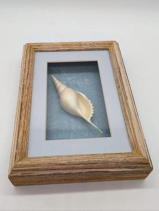 Vintage Spindle Tibia Shell Framed Ocean Sea Beach Shadow Box Wall Art