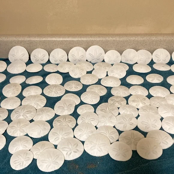 12 Real sand dollars