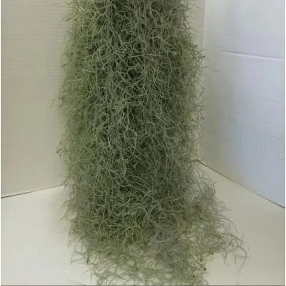 Spanish moss approximately 2 lbs for crafts